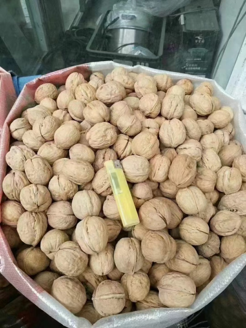 新疆核桃