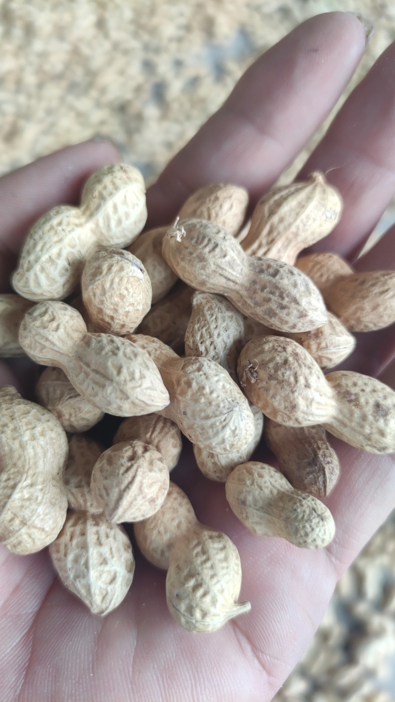 木柴炒花生小炉炒花生支持各电商平台一件代发