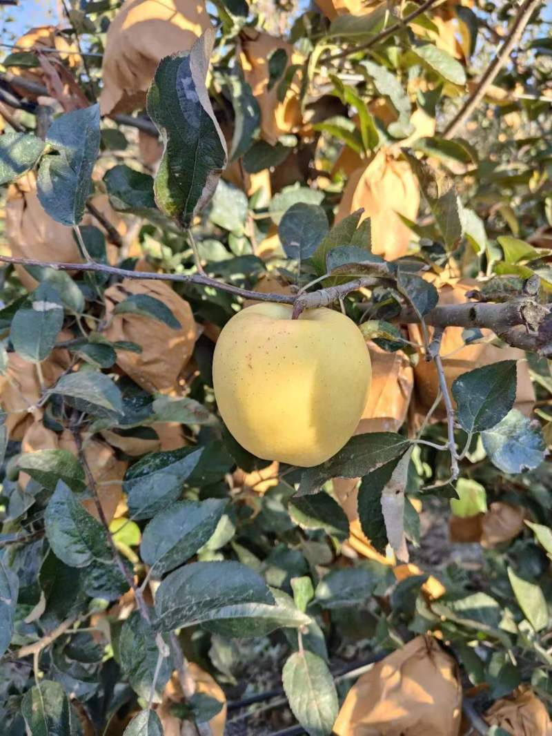 土岐苹果，维纳斯苹果