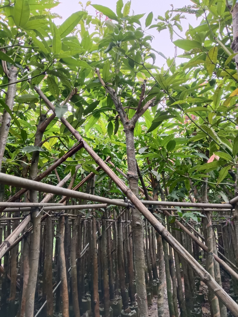 广东绿化芒果树大小规格米径4~5~6~8~10~12公分