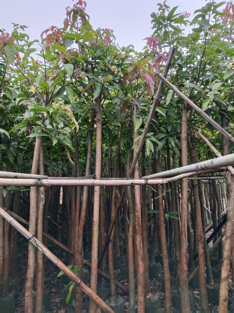 广东绿化芒果树大小规格米径4~5~6~8~10~12公分