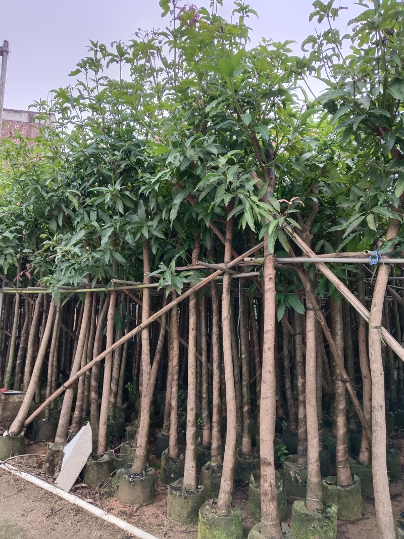 广东绿化芒果树大小规格米径4~5~6~8~10~12公分