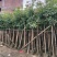 广东绿化芒果树大小规格米径4~5~6~8~10~12公分