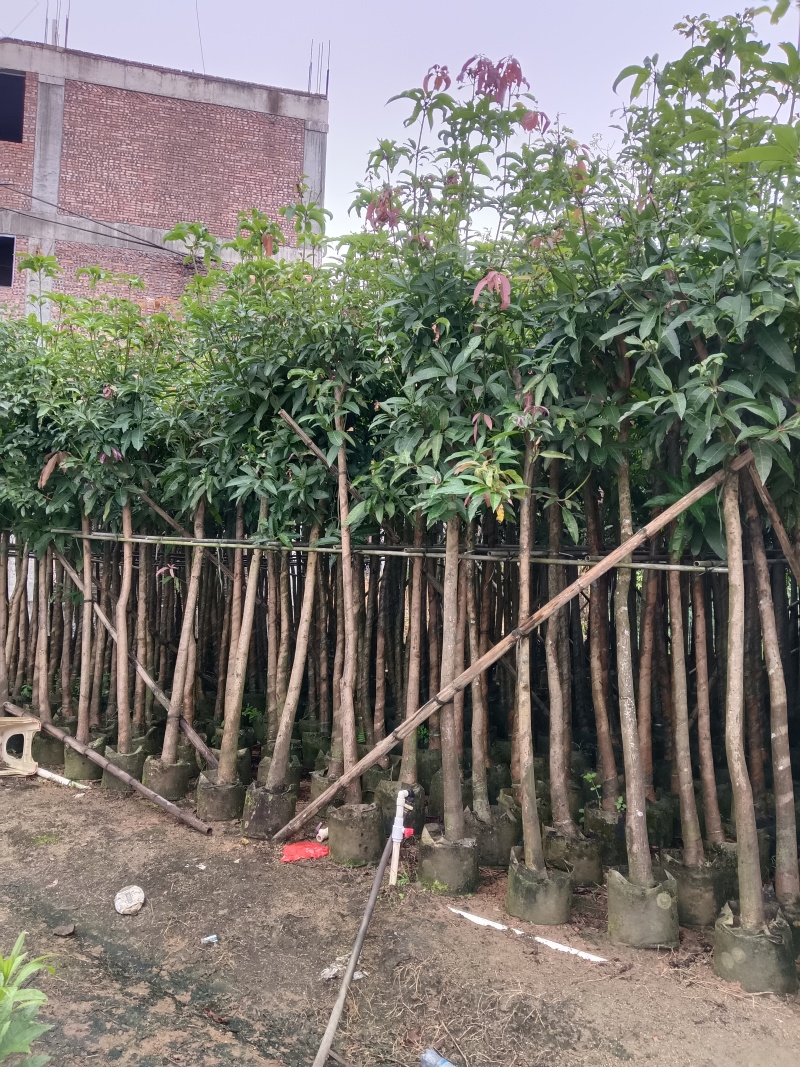 广东绿化芒果树大小规格米径4~5~6~8~10~12公分
