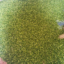 莲子芯