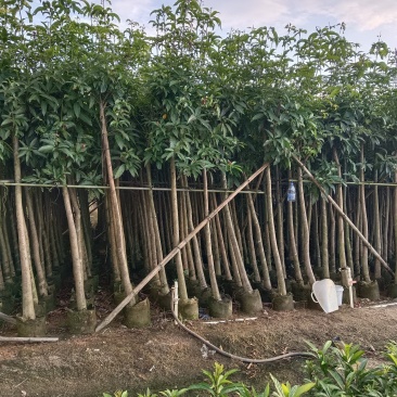 广东绿化芒果树大小规格米径4~5~6~8~10~12公分
