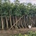 广东绿化芒果树大小规格米径4~5~6~8~10~12公分