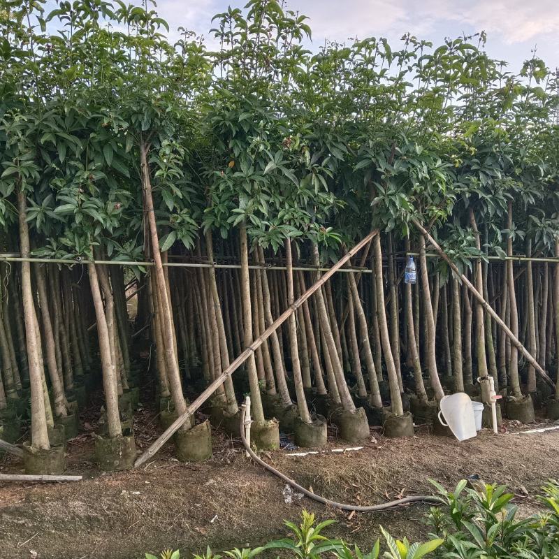 广东绿化芒果树大小规格米径4~5~6~8~10~12公分