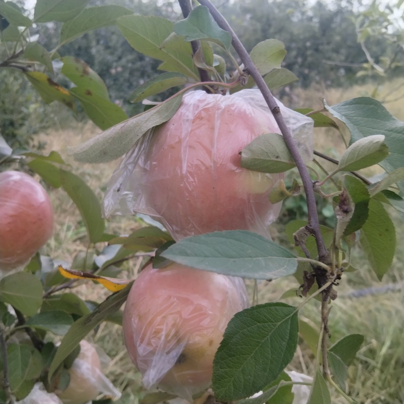 青岛平度膜袋红富士苹果，脆甜多汁，