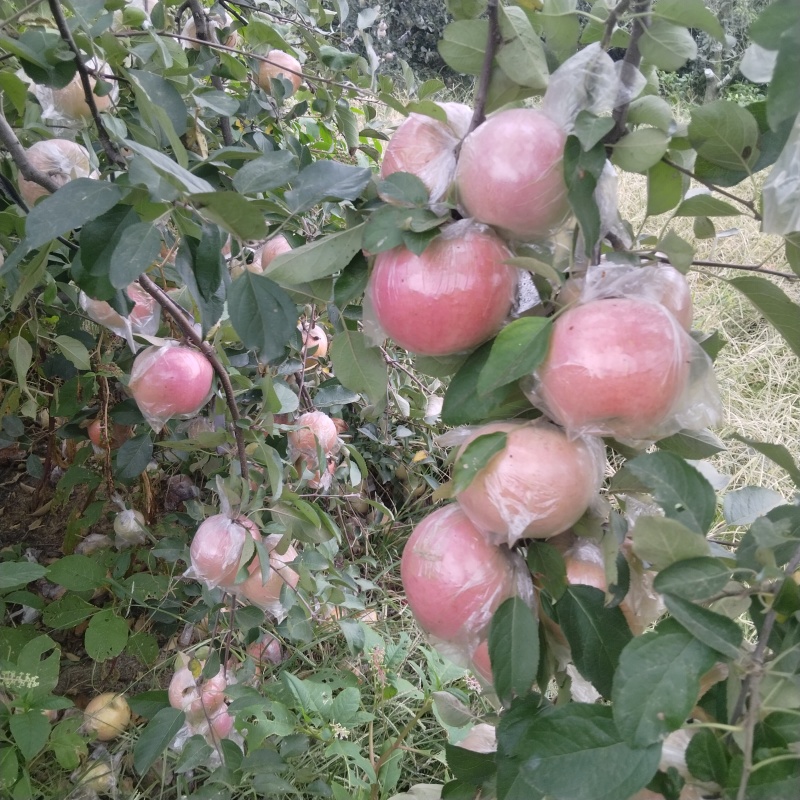 青岛平度膜袋红富士苹果，脆甜多汁，