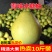 湖南怀化安江雪峰冰糖柚麻麻柚香柚小苦柚药柚金兰柚一件代发