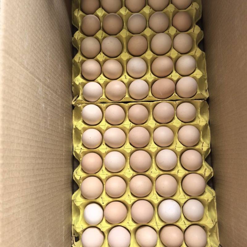 鸡蛋红心粉蛋白壳蛋大厂精品货可视频验货样品30箱起步