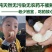 湖南怀化安江雪峰冰糖柚麻麻柚香柚小苦柚药柚金兰柚一件代发