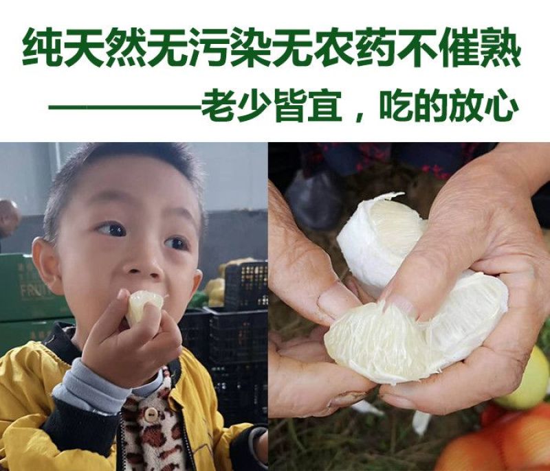 湖南怀化安江雪峰冰糖柚麻麻柚香柚小苦柚药柚金兰柚一件代发