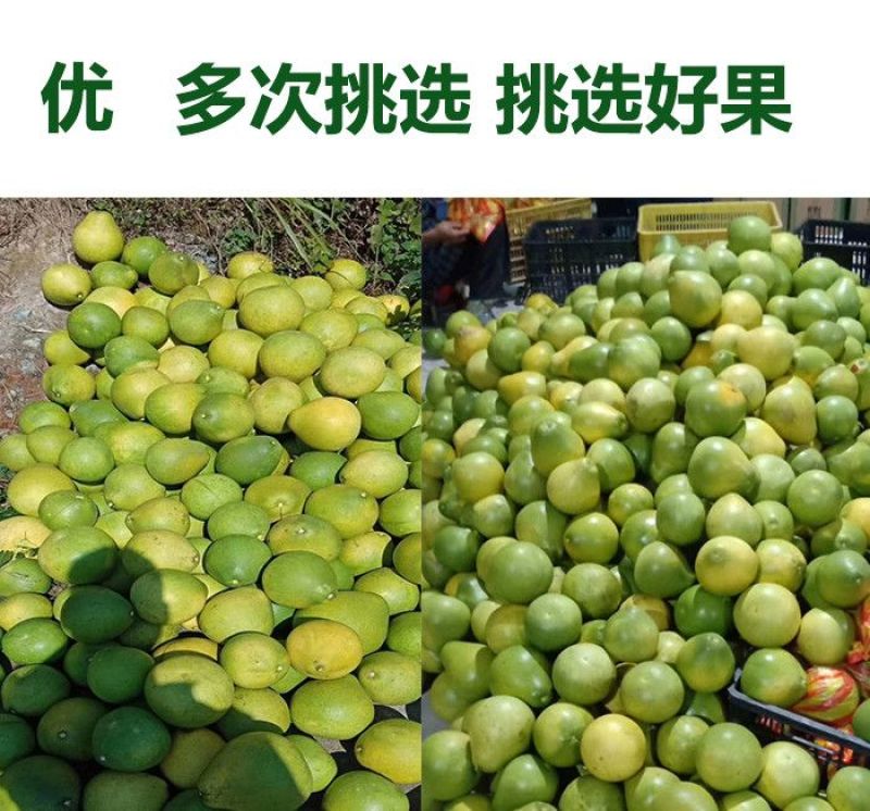湖南怀化安江雪峰冰糖柚麻麻柚香柚小苦柚药柚金兰柚一件代发