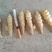 螺丝菜大量上市，产品特点，白，胖，粗