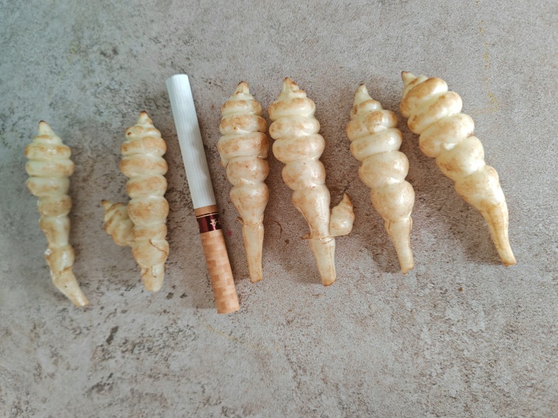 螺丝菜大量上市，产品特点，白，胖，粗