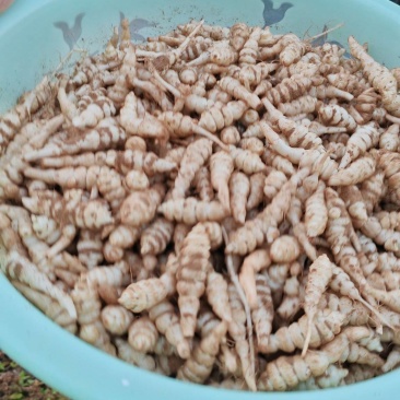 螺丝菜大量上市，产品特点，白，胖，粗
