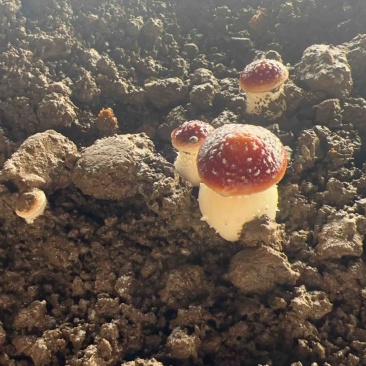 马上上量