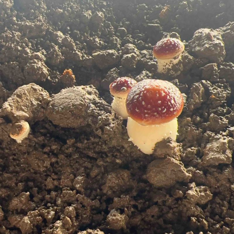 马上上量
