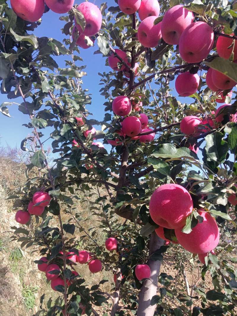 鲜富士红苹果香脆耐储藏