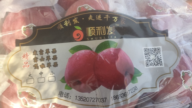 精品寒富高庄条纹净面果15万，大连安波广华家庭农场