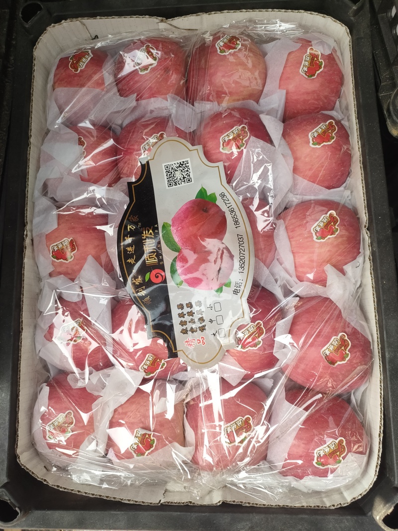 精品寒富高庄条纹净面果15万，大连安波广华家庭农场