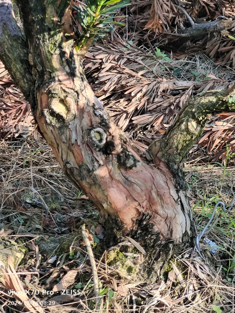 罗汉松盆景桩
