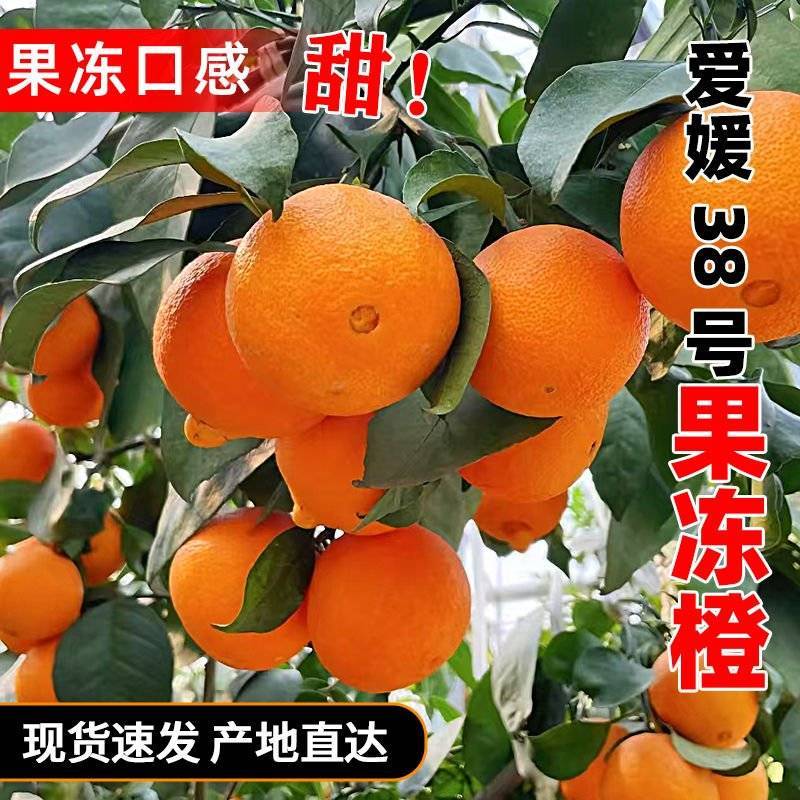 【实力代办】眉山爱媛橙爱媛38产地直发一手货源代发全国