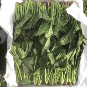 精品菠菜