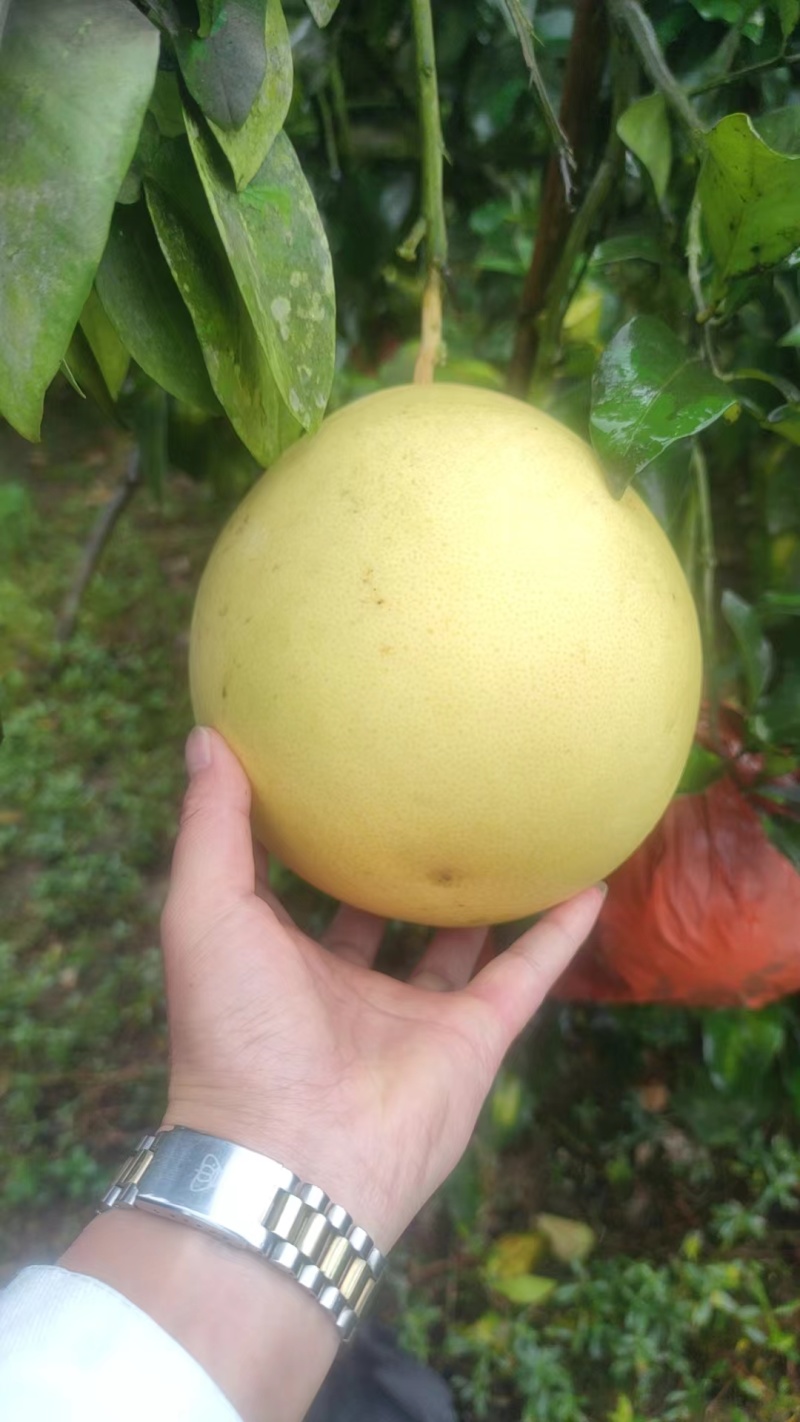 套袋红心柚