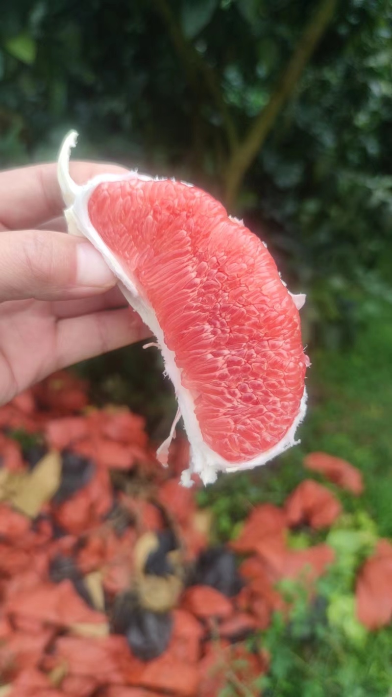 套袋红心柚