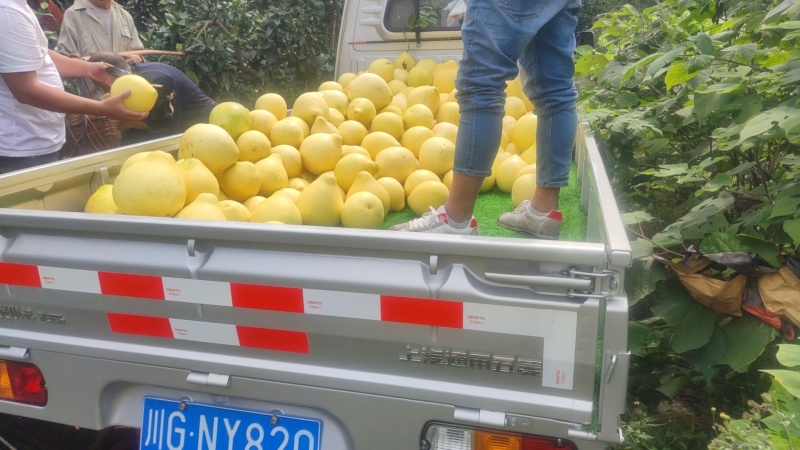 套袋红心柚