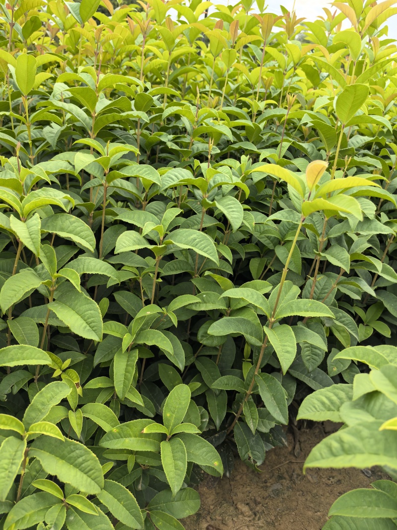 苖圃直供常绿色块四季桂地苗四季桂绿篱耐修剪适应性强易成活