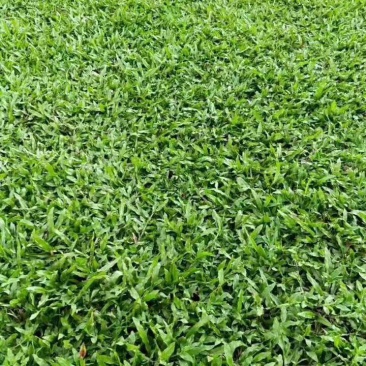 大叶油草