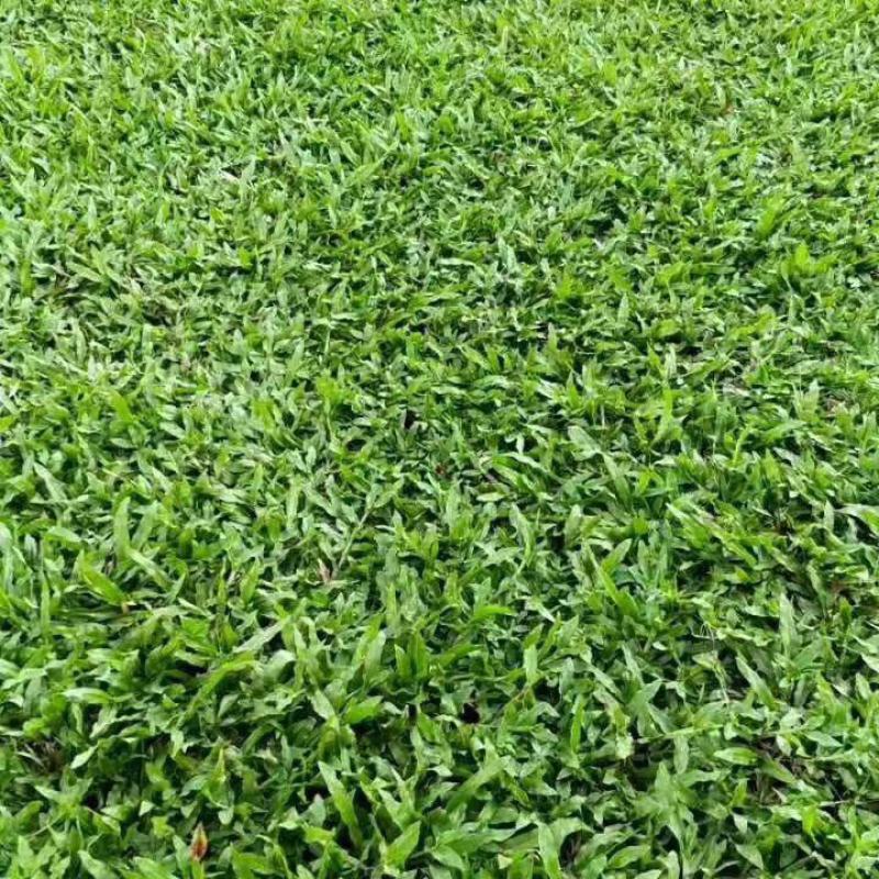 大叶油草