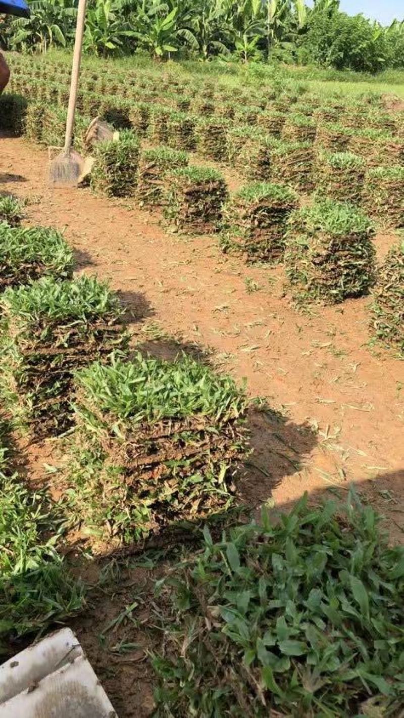 大叶油草