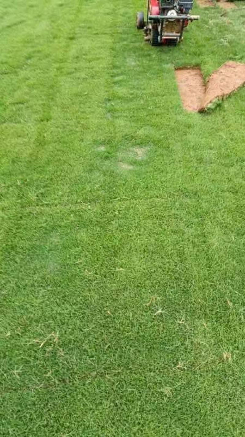 大叶油草