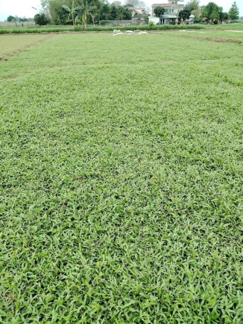 大叶油草