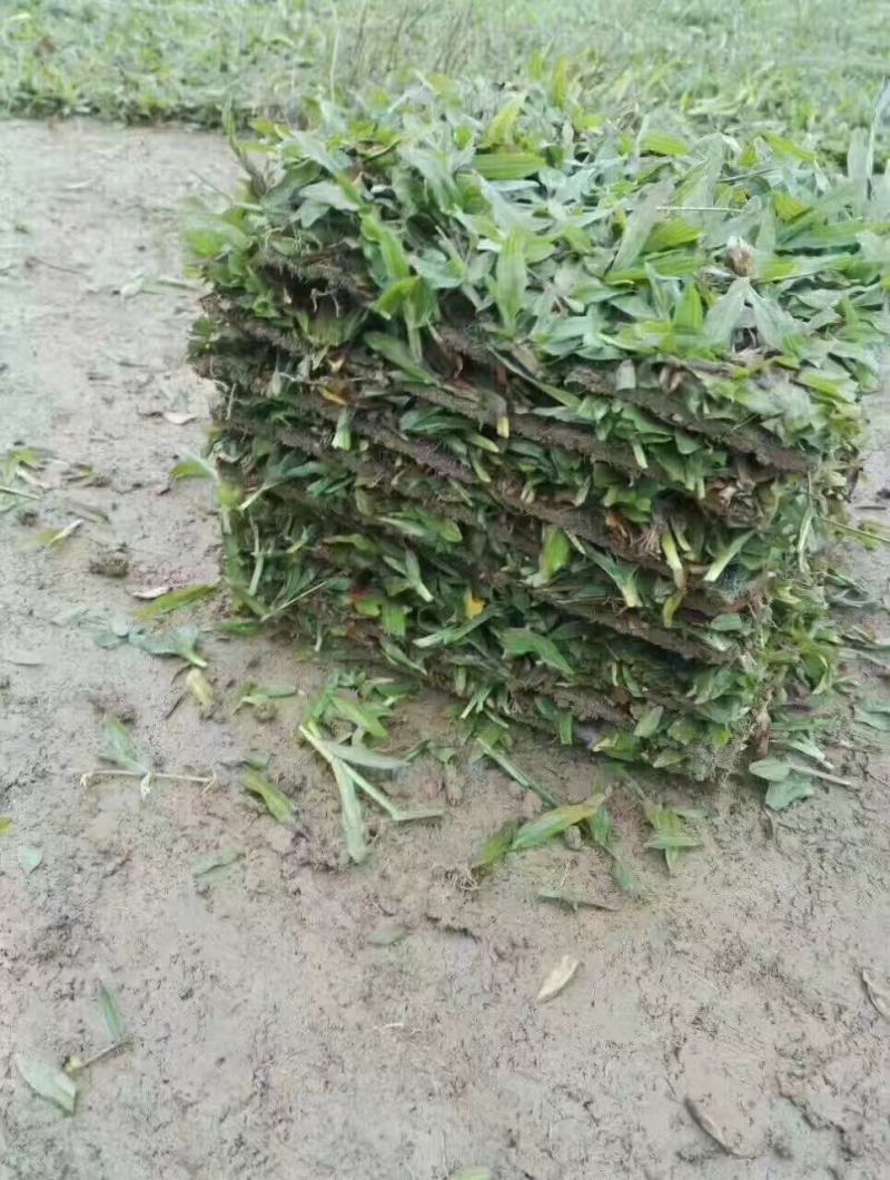 大叶油草
