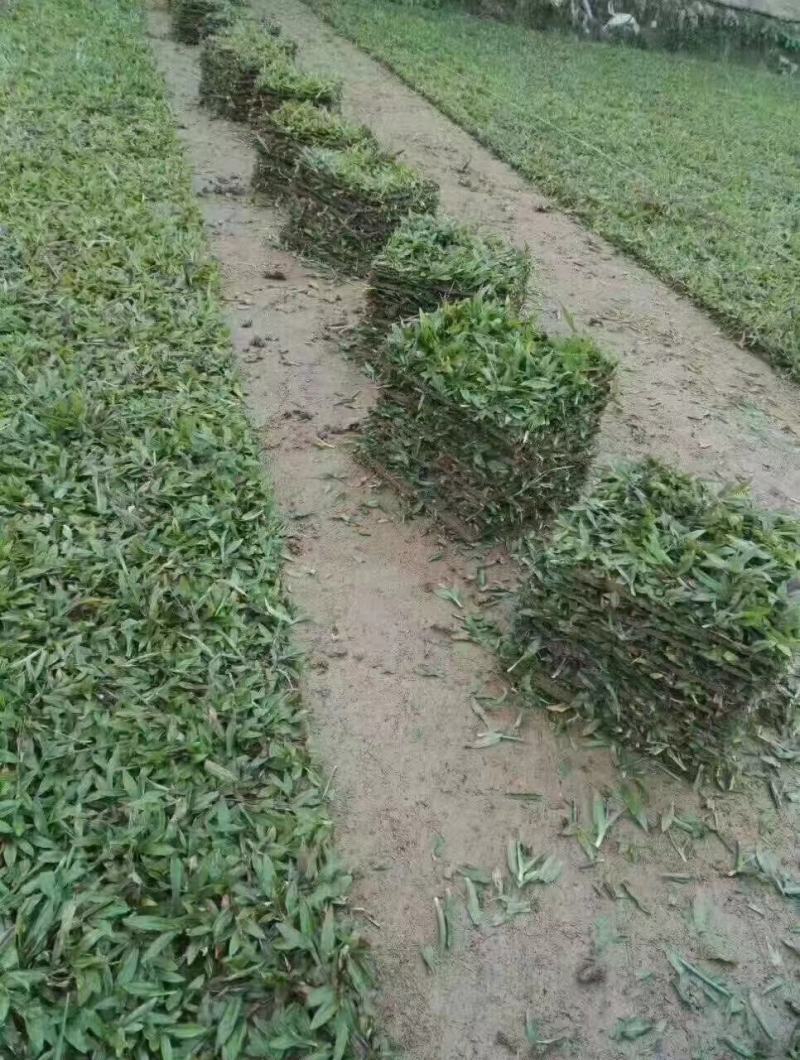 大叶油草