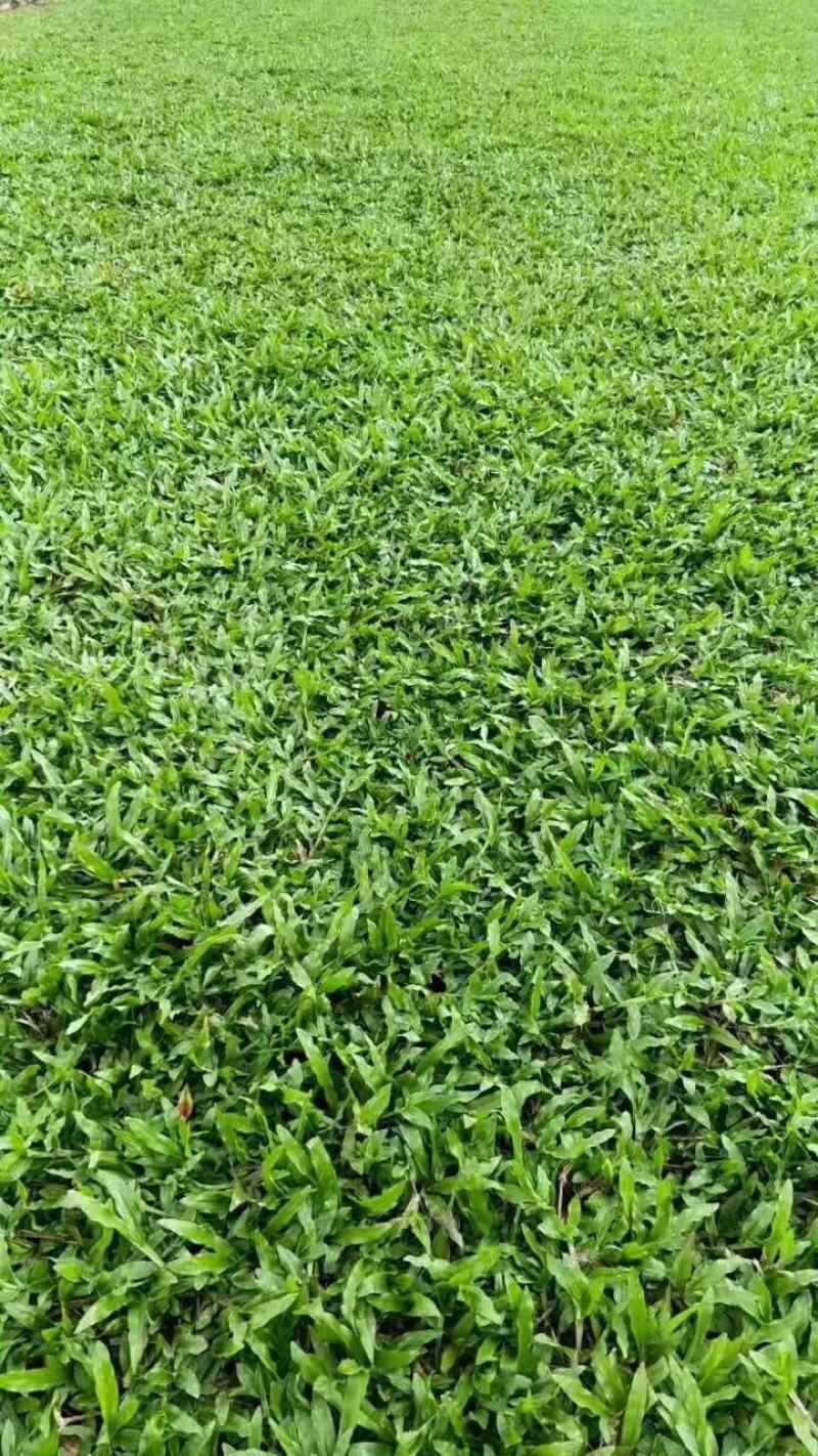 大叶油草