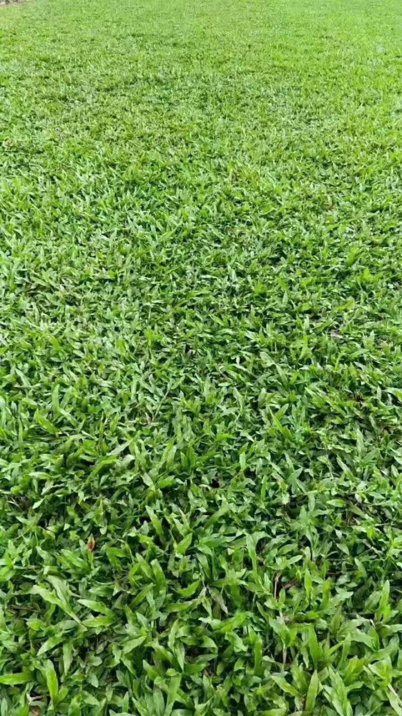 大叶油草