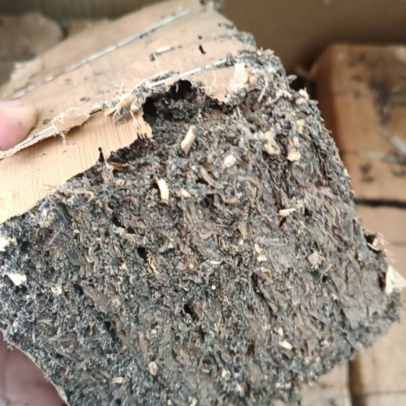 虫屎茶