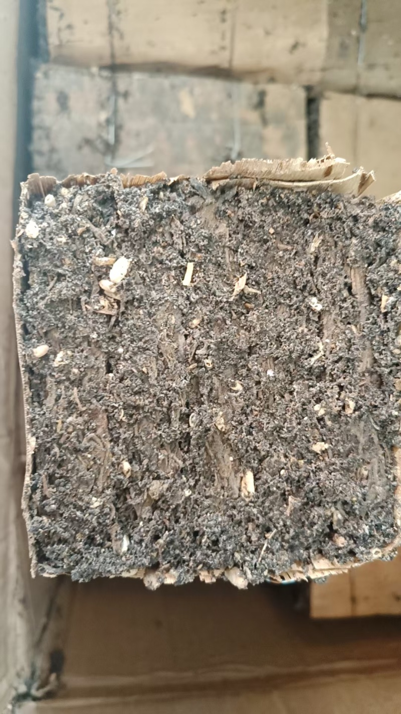 虫屎茶