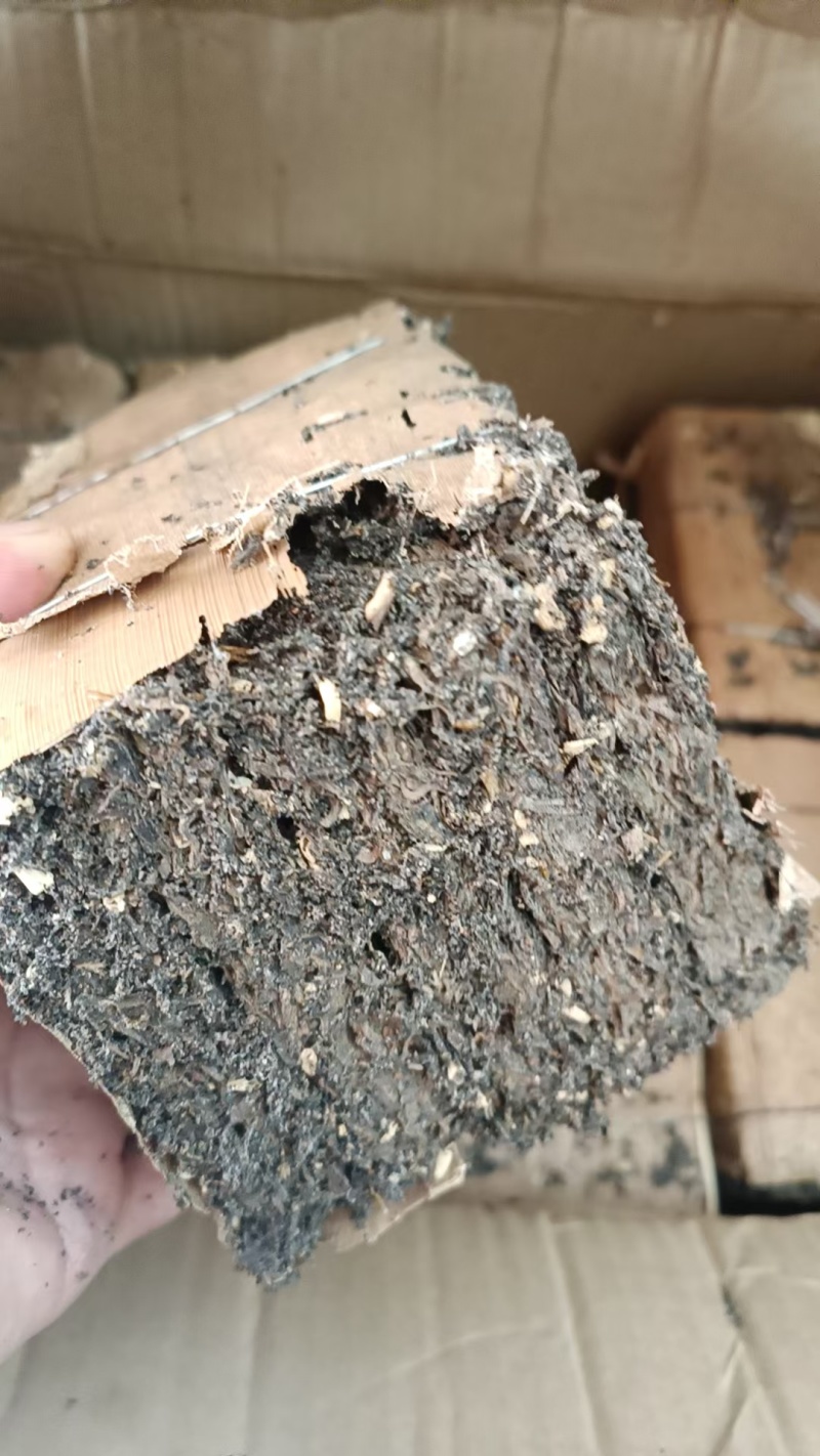 虫屎茶