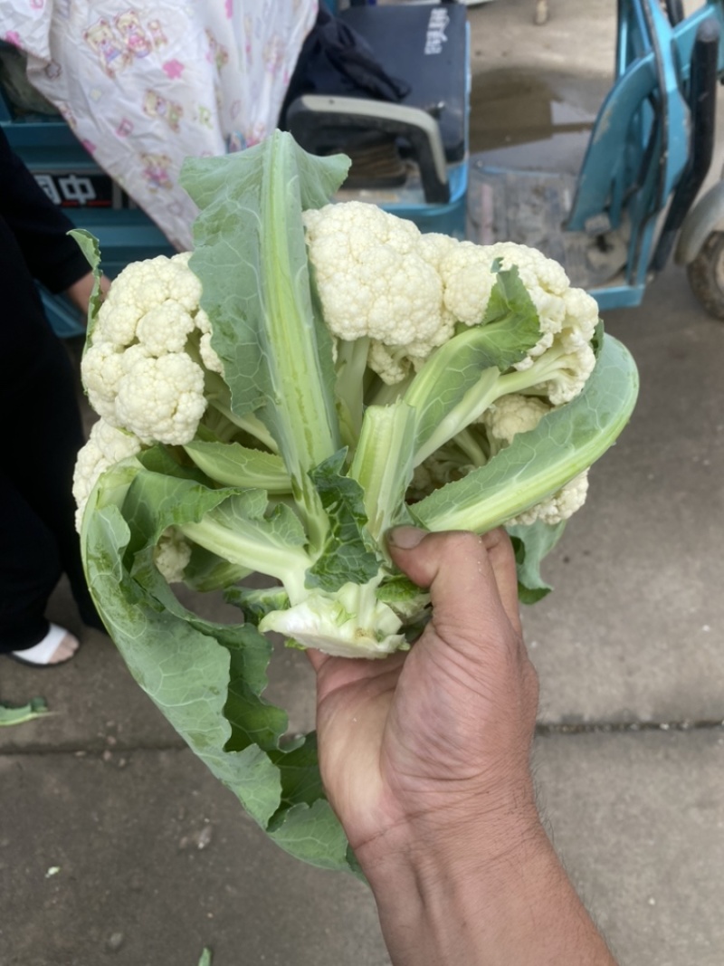 郯城有机花大量上市，欢迎各位老板前来咨询