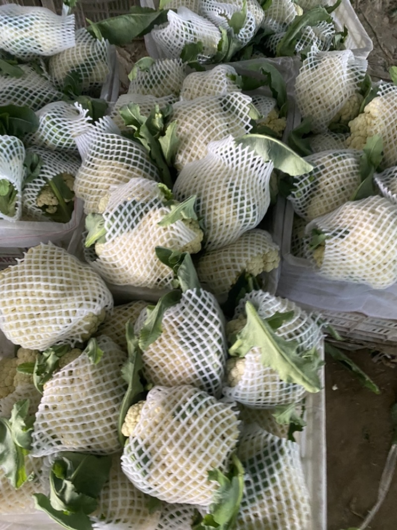 郯城有机花大量上市，欢迎各位老板前来咨询
