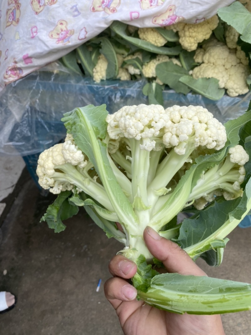 郯城有机花大量上市，欢迎各位老板前来咨询