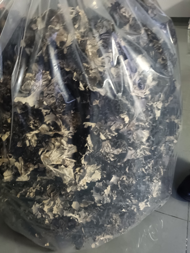 灰树花干货